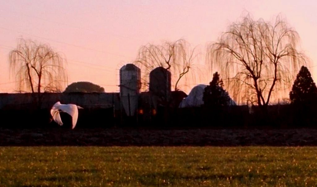 Airone all'alba (Ardea alba) - Foto Guido Comin PoetaMatusèl