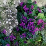 Profumo di quasi-primavera - Foto Guido Comin PoetaMatusèl