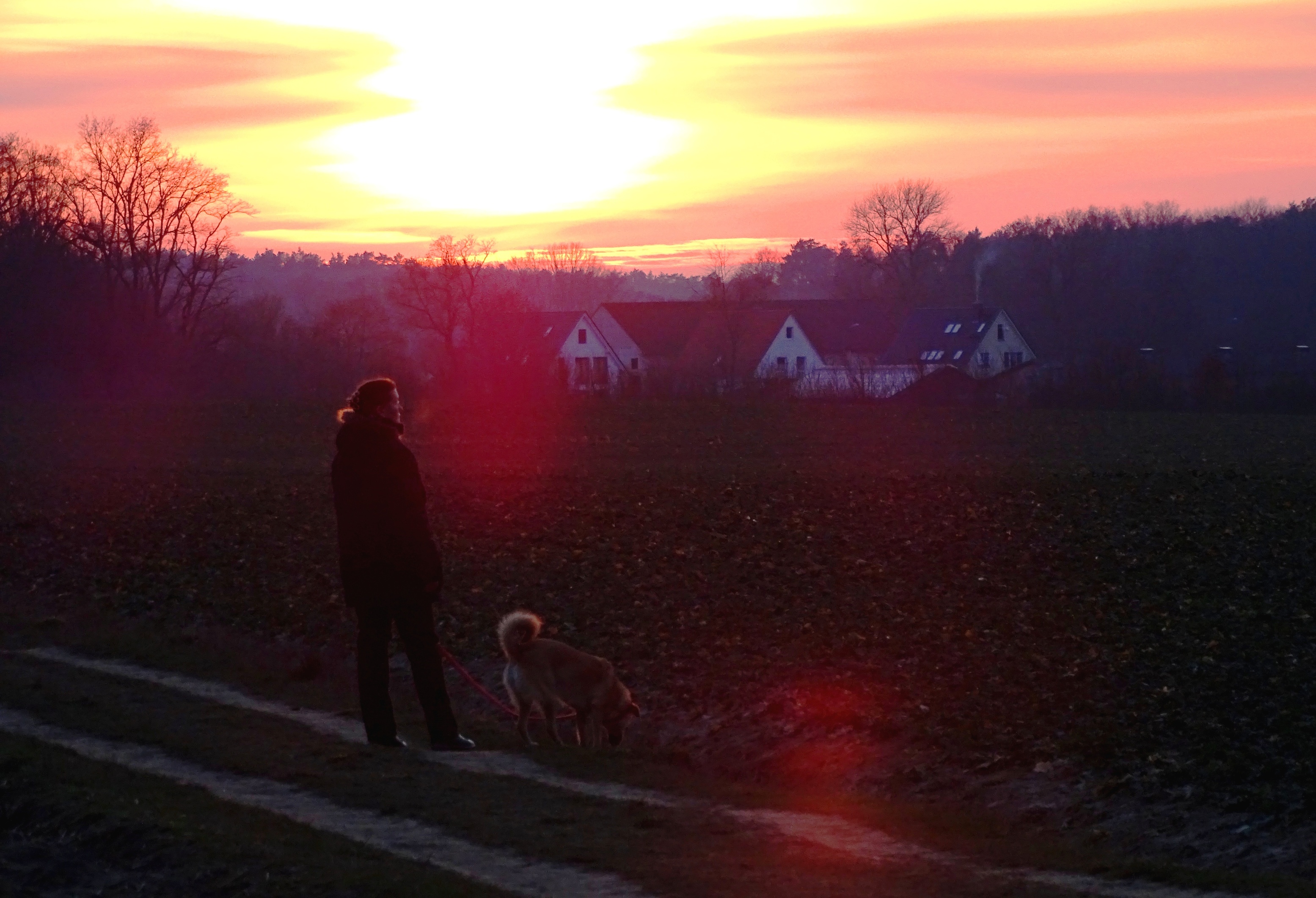 Cane al tramonto - Foto Guido Comin PoetaMatusèl