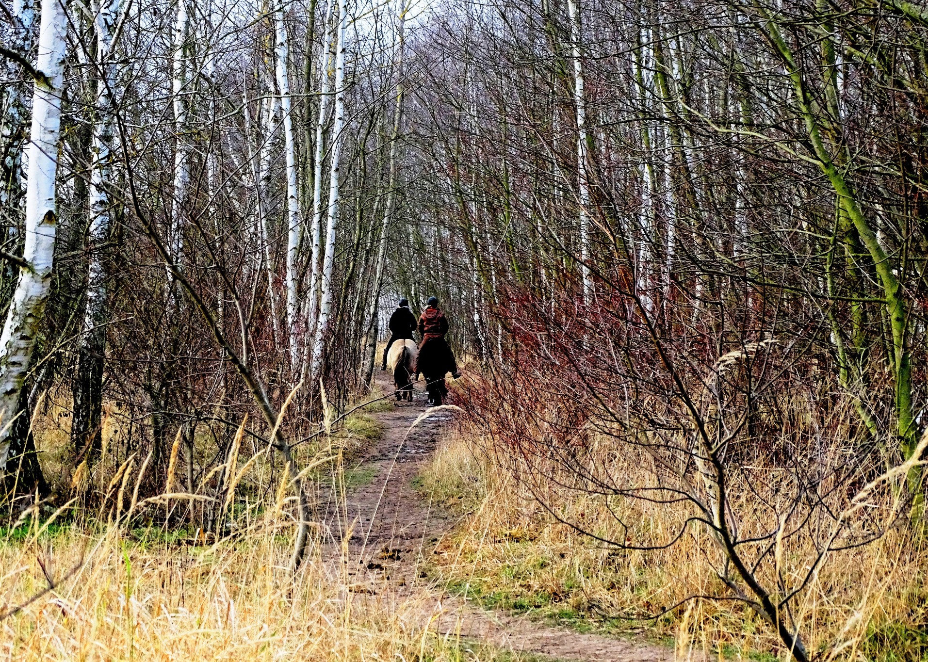 Cavalli nel bosco - Foto Guido Comin PoetaMatusèl