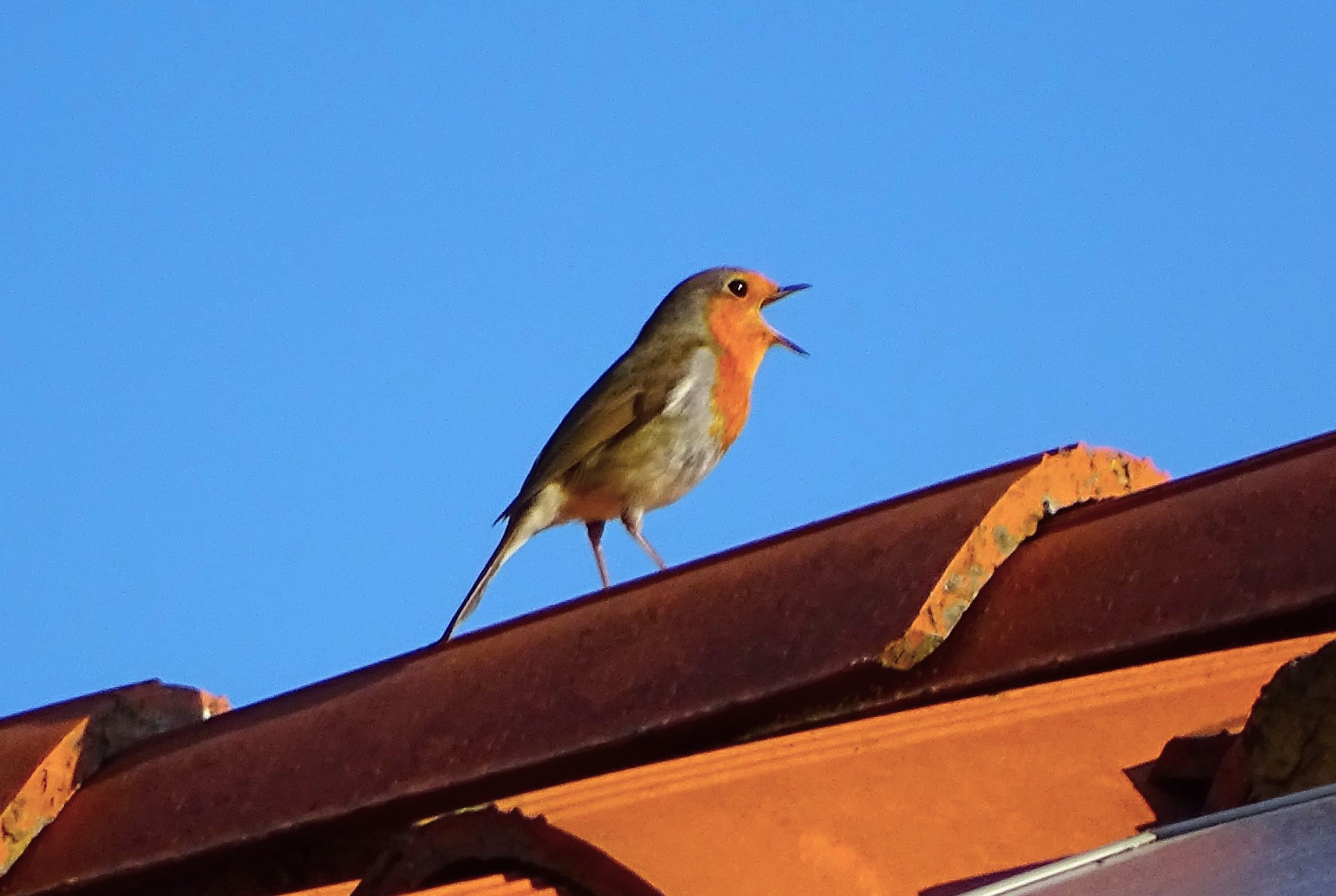 Pettirosso sul tetto (Erithacus rubecula) - Foto Guido Comin PoetaMatusèl