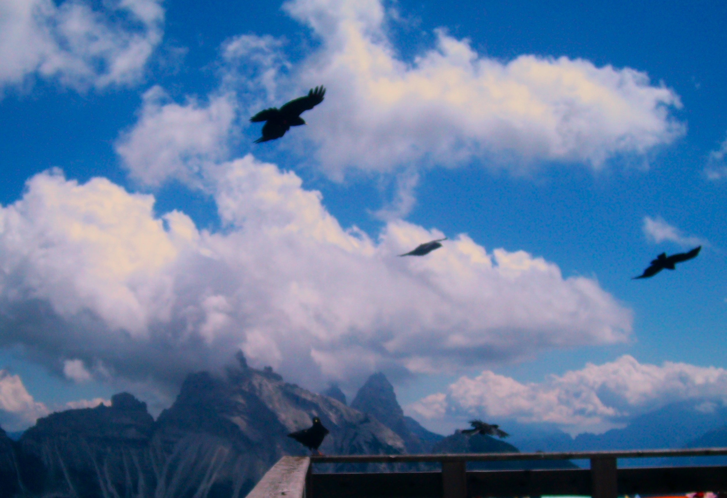 Gracchi alpini (Pyrrhocorax graculus) sul Monte Rite - Foto Guido Comin PoetaMatusèl