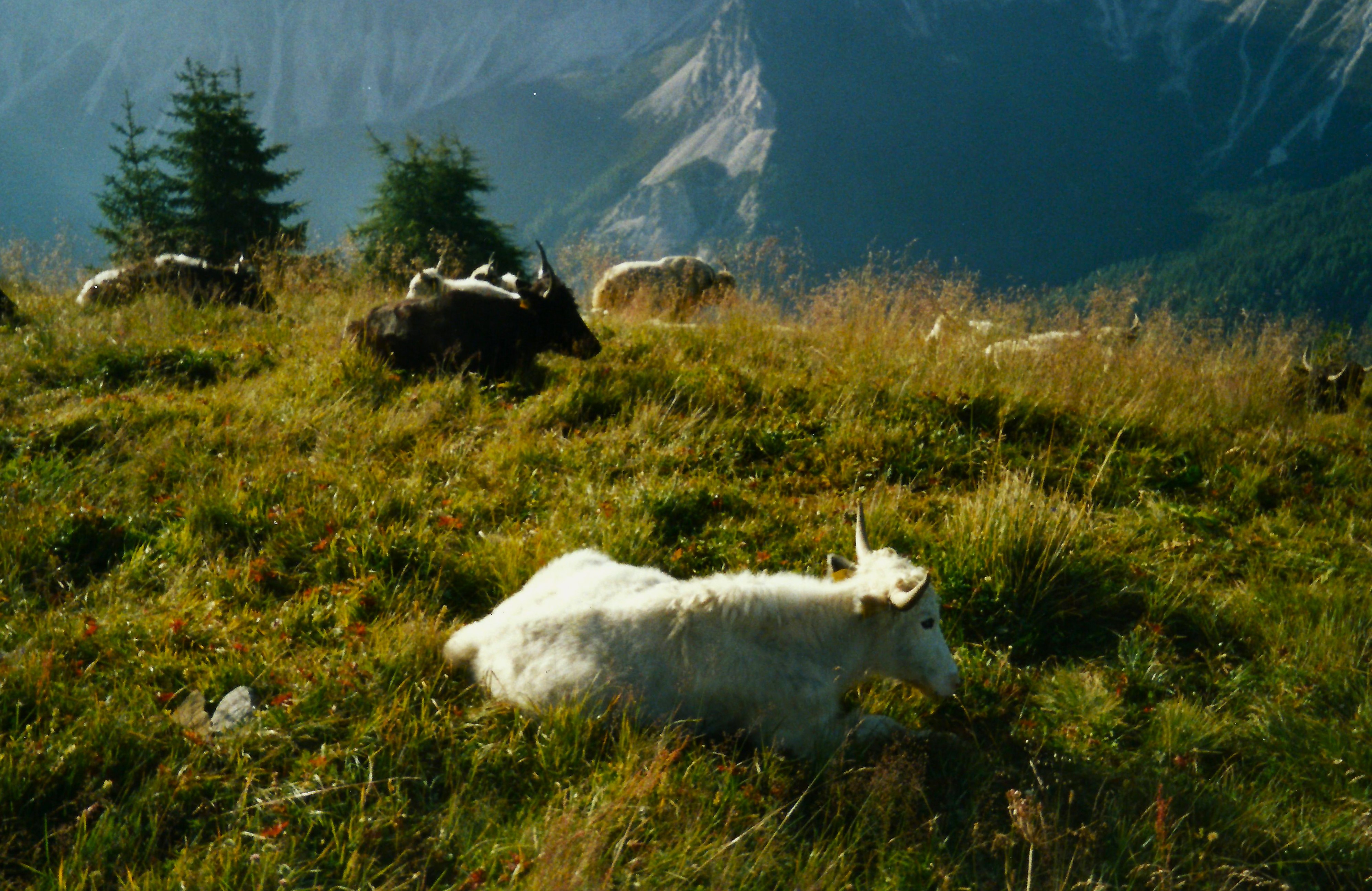 Yak sul Monte Rite - Foto Guido Comin PoetaMatusèl